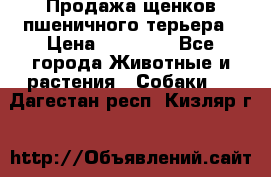 Продажа щенков пшеничного терьера › Цена ­ 30 000 - Все города Животные и растения » Собаки   . Дагестан респ.,Кизляр г.
